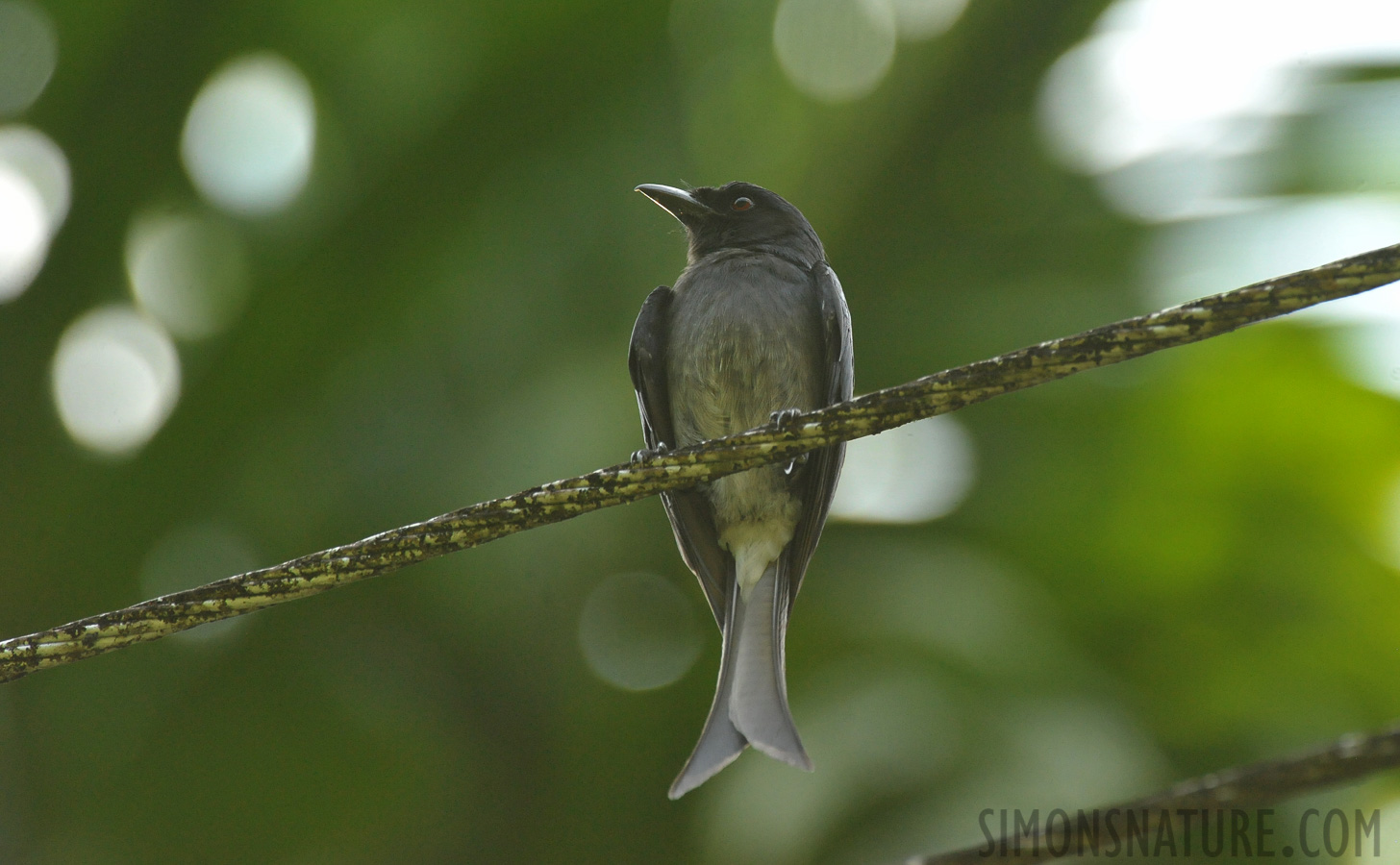 Dicrurus leucophaeus longicaudatus [550 mm, 1/1000 sec at f / 9.0, ISO 4000]